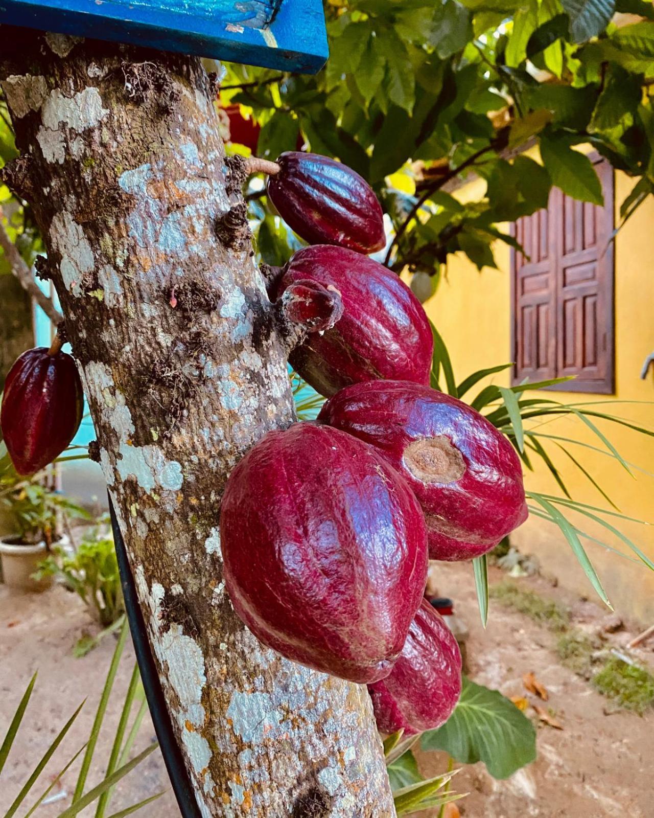 Caraiva Recanto Pousada De Ferias Buitenkant foto
